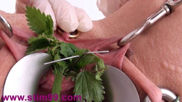 Free porn pics of Stinging Nettle Torture in Pussy and Breast 10 of 18 pics