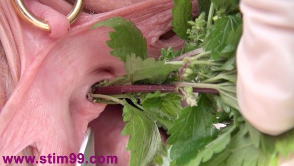 Free porn pics of Stinging Nettle Torture in Pussy and Breast 11 of 18 pics